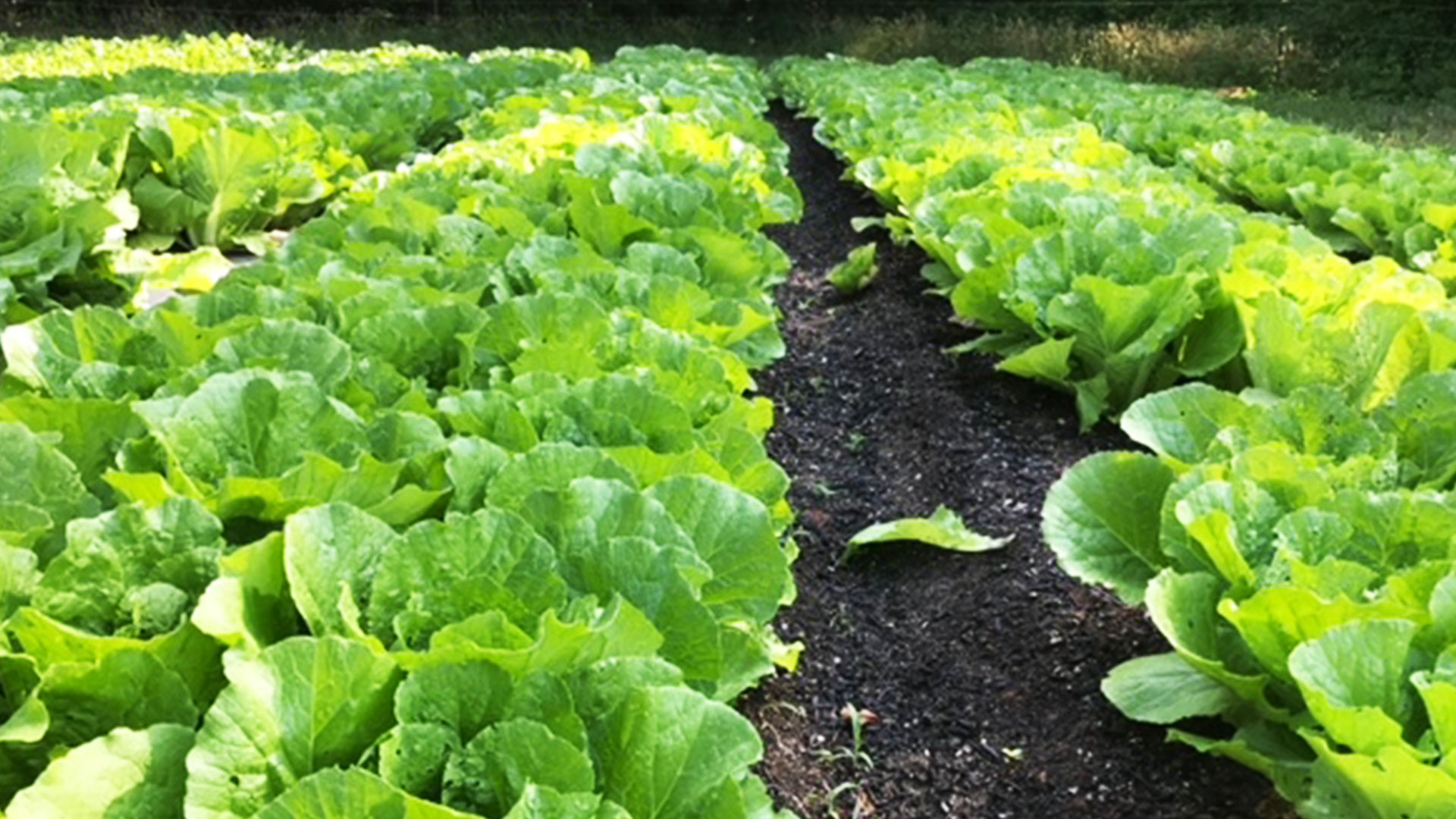 lettuce