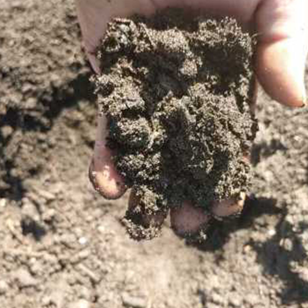 Indian River_compost